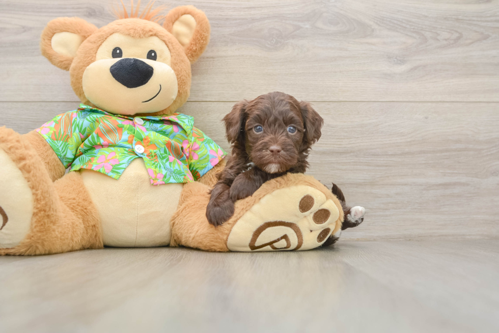 Cute Havapoo Baby