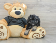 8 week old Havapoo Puppy For Sale - Simply Southern Pups