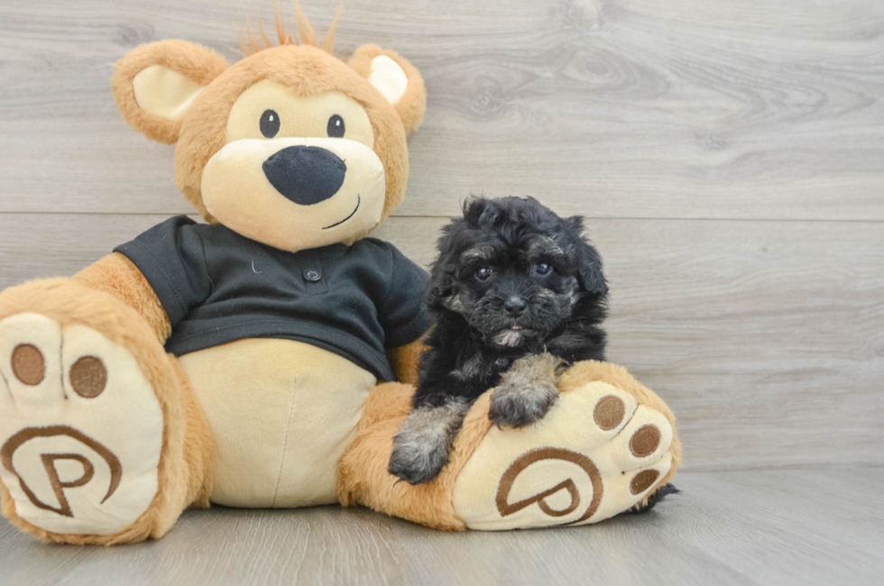 6 week old Havapoo Puppy For Sale - Simply Southern Pups