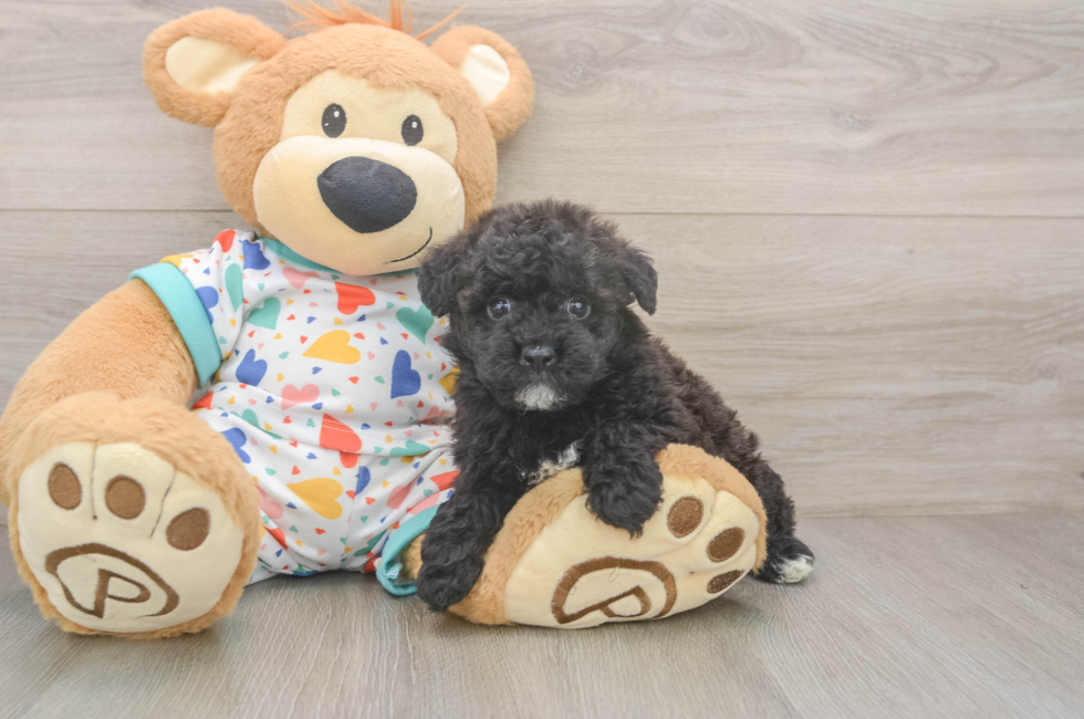 6 week old Havapoo Puppy For Sale - Simply Southern Pups