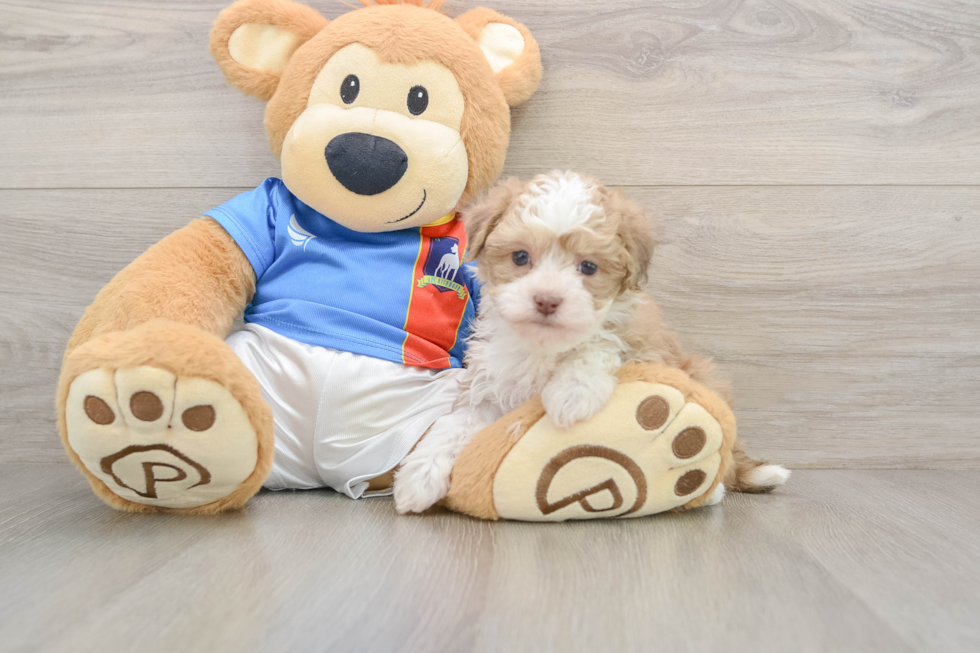 Popular Havapoo Poodle Mix Pup