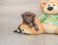 7 week old Havapoo Puppy For Sale - Simply Southern Pups