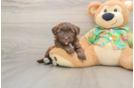 Smart Havapoo Poodle Mix Pup