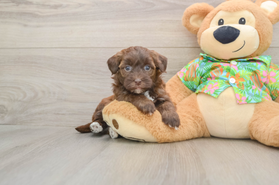 Smart Havapoo Poodle Mix Pup