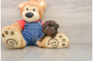 Smart Havapoo Poodle Mix Pup