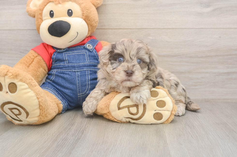 5 week old Havapoo Puppy For Sale - Simply Southern Pups