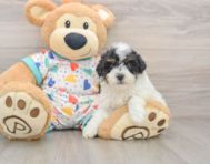 7 week old Havapoo Puppy For Sale - Simply Southern Pups