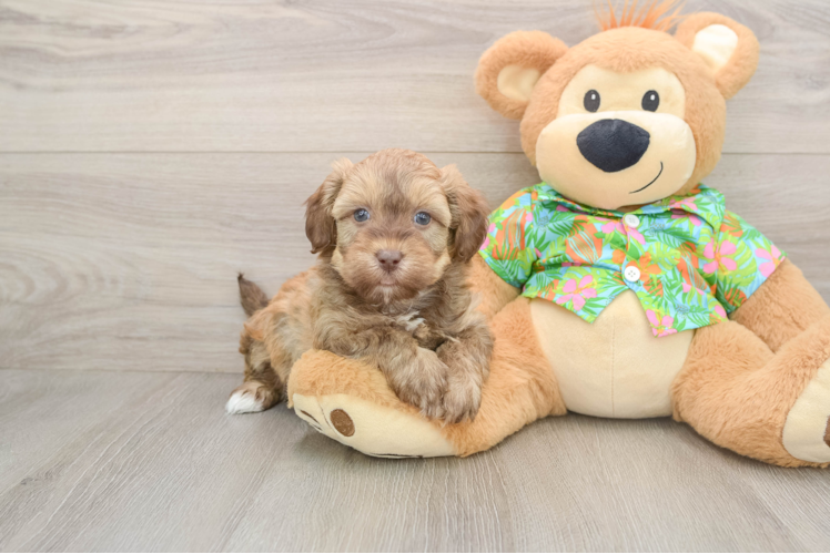 Havapoo Pup Being Cute