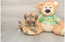 Havapoo Pup Being Cute