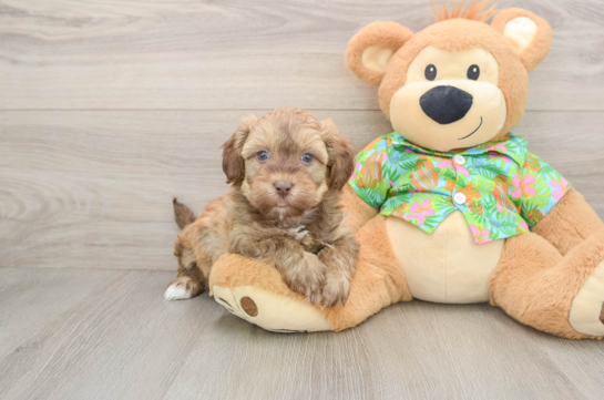 Havapoo Pup Being Cute