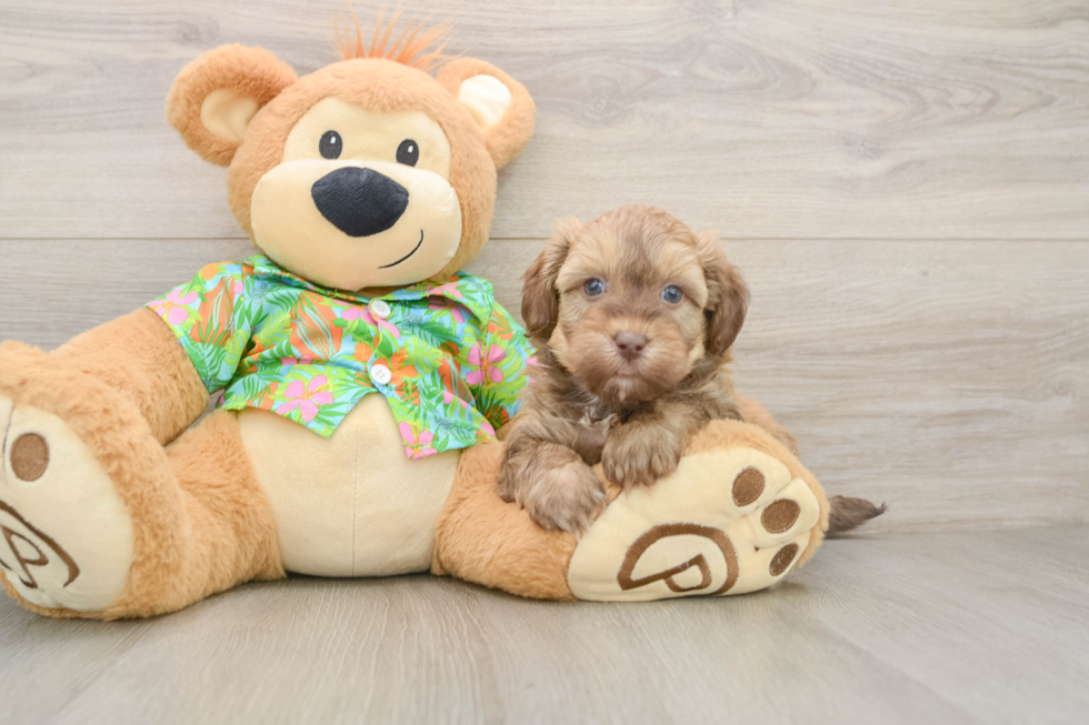 Havapoo Puppy for Adoption