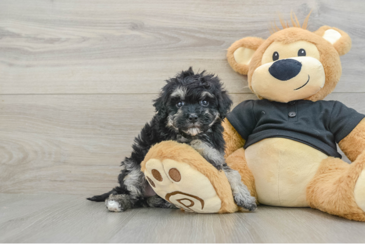 Funny Havapoo Poodle Mix Pup