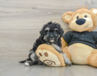 8 week old Havapoo Puppy For Sale - Simply Southern Pups