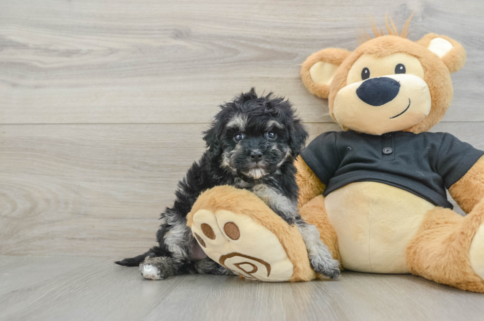 6 week old Havapoo Puppy For Sale - Simply Southern Pups