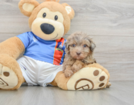 8 week old Havapoo Puppy For Sale - Simply Southern Pups