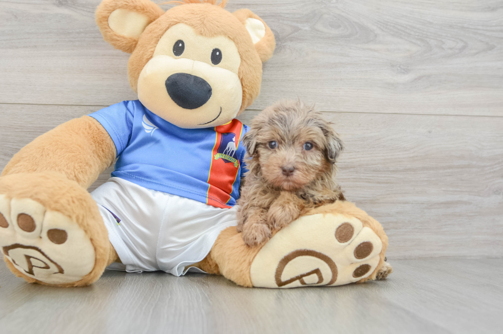 5 week old Havapoo Puppy For Sale - Simply Southern Pups