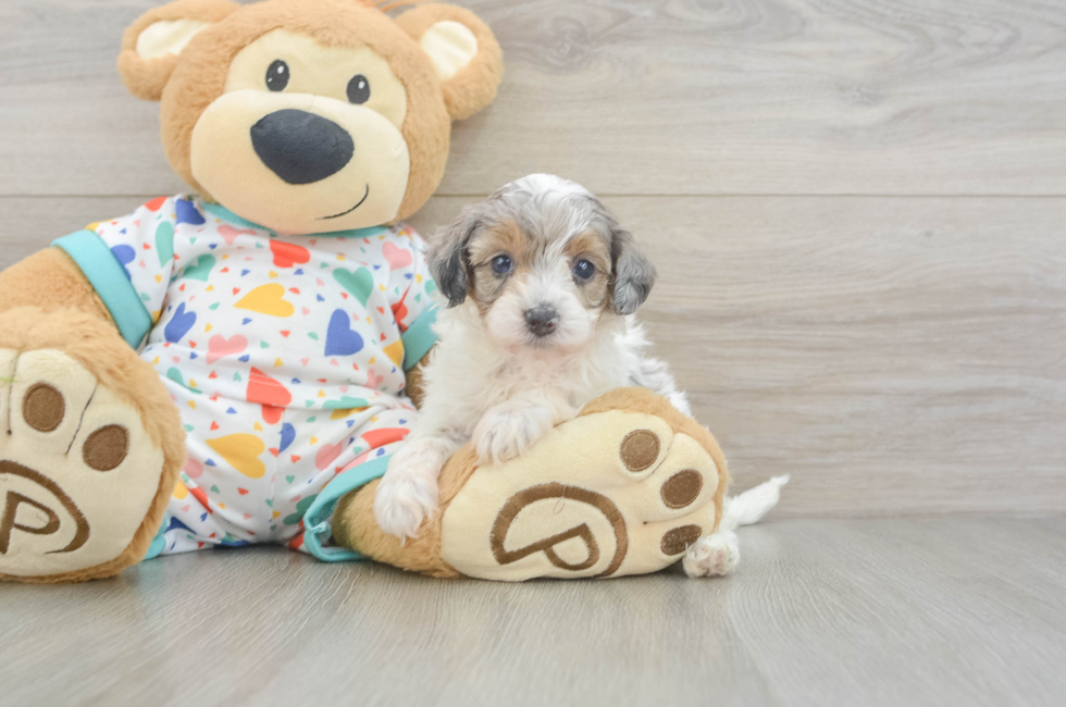 5 week old Havapoo Puppy For Sale - Simply Southern Pups