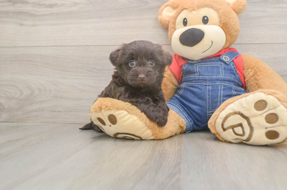 5 week old Havapoo Puppy For Sale - Simply Southern Pups
