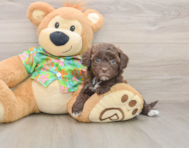 7 week old Havapoo Puppy For Sale - Simply Southern Pups