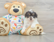 9 week old Havapoo Puppy For Sale - Simply Southern Pups