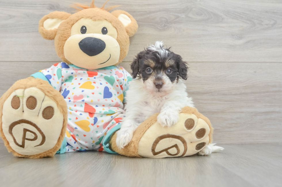5 week old Havapoo Puppy For Sale - Simply Southern Pups