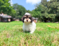 9 week old Havapoo Puppy For Sale - Simply Southern Pups