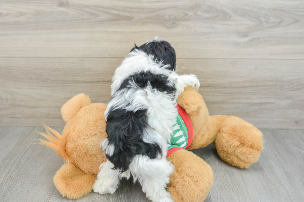 Energetic Havadoodle Poodle Mix Puppy