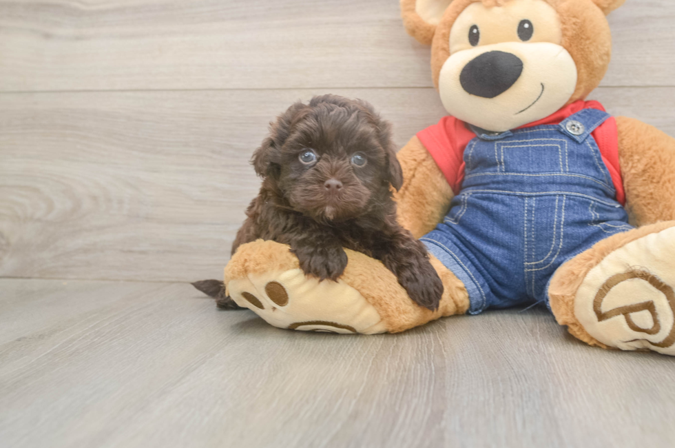 5 week old Havapoo Puppy For Sale - Simply Southern Pups