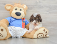 8 week old Havapoo Puppy For Sale - Simply Southern Pups