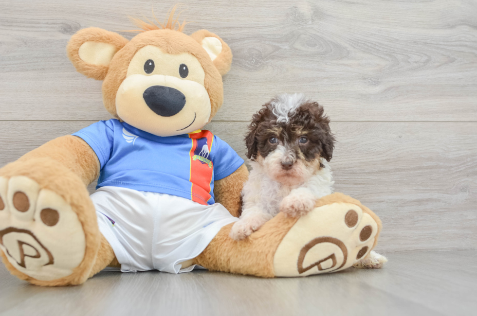 5 week old Havapoo Puppy For Sale - Simply Southern Pups