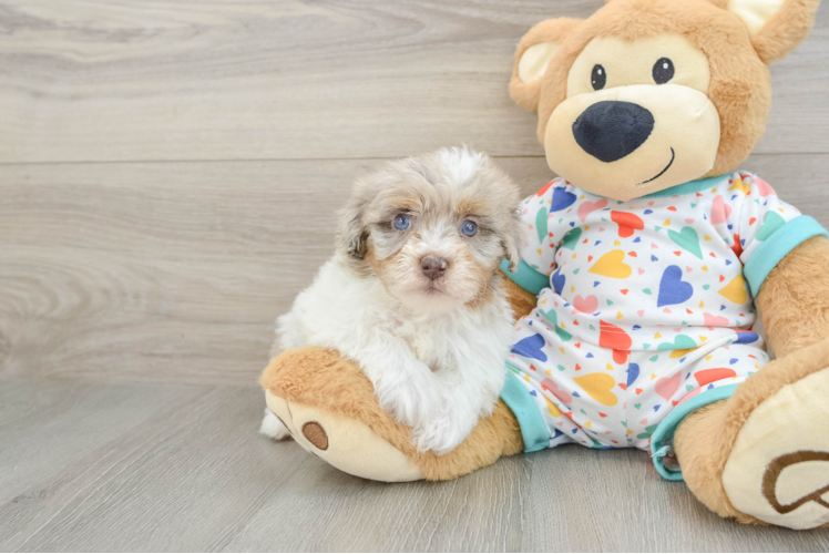 Playful Havadoodle Poodle Mix Puppy