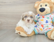 9 week old Havapoo Puppy For Sale - Simply Southern Pups