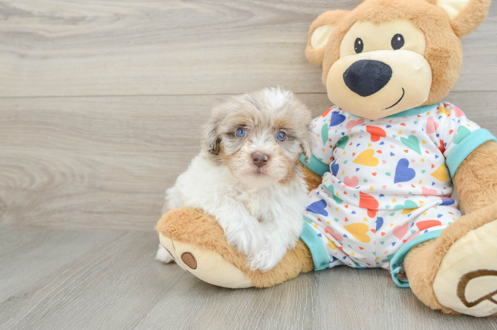 6 week old Havapoo Puppy For Sale - Simply Southern Pups