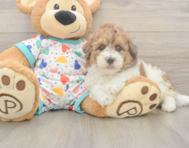 7 week old Havapoo Puppy For Sale - Simply Southern Pups