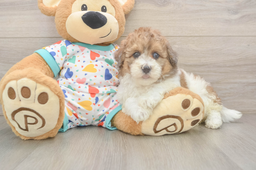 6 week old Havapoo Puppy For Sale - Simply Southern Pups