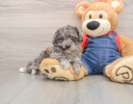 7 week old Havapoo Puppy For Sale - Simply Southern Pups