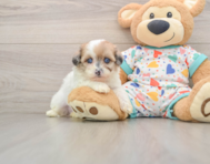 8 week old Havapoo Puppy For Sale - Simply Southern Pups