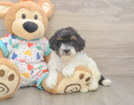 7 week old Havapoo Puppy For Sale - Simply Southern Pups