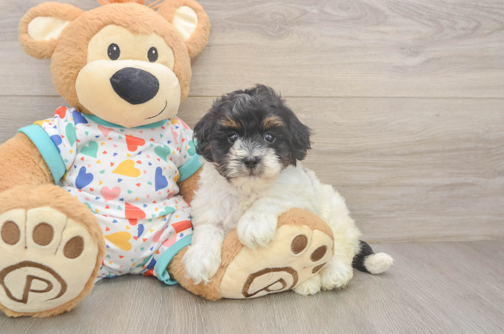 6 week old Havapoo Puppy For Sale - Simply Southern Pups