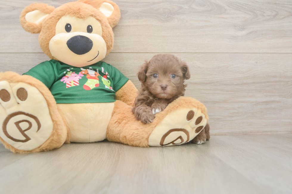 Havapoo Pup Being Cute