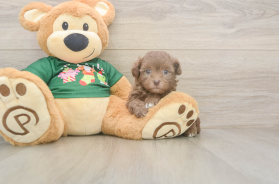 Havapoo Pup Being Cute