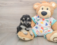 7 week old Havapoo Puppy For Sale - Simply Southern Pups