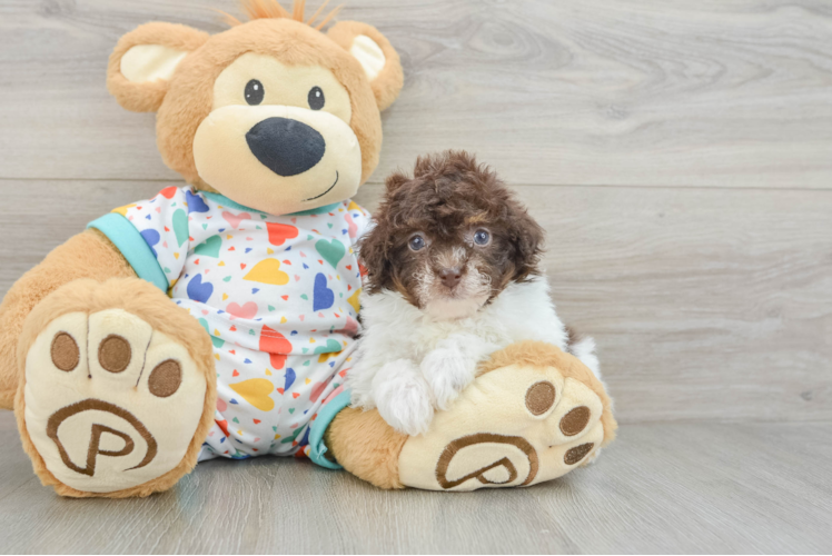 Havapoo Pup Being Cute
