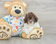 9 week old Havapoo Puppy For Sale - Simply Southern Pups