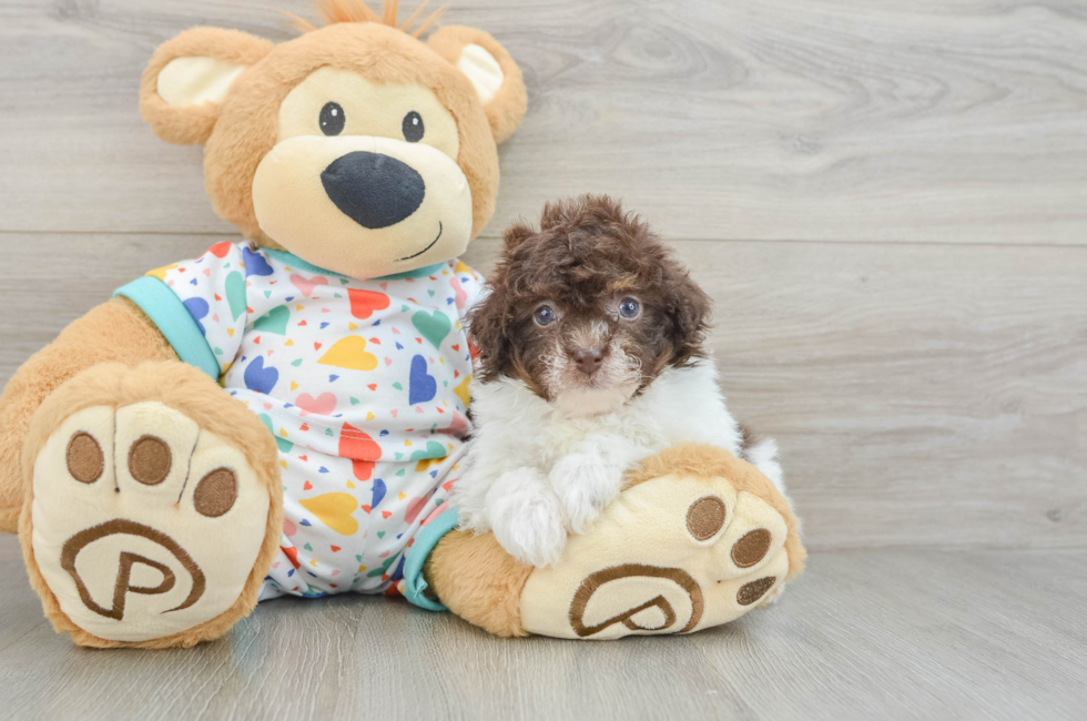 6 week old Havapoo Puppy For Sale - Simply Southern Pups