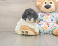 7 week old Havapoo Puppy For Sale - Simply Southern Pups