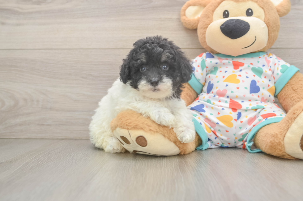 6 week old Havapoo Puppy For Sale - Simply Southern Pups