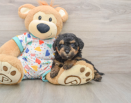 7 week old Havapoo Puppy For Sale - Simply Southern Pups