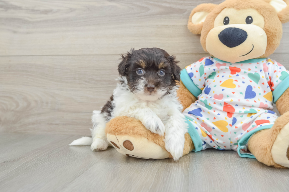 6 week old Havapoo Puppy For Sale - Simply Southern Pups