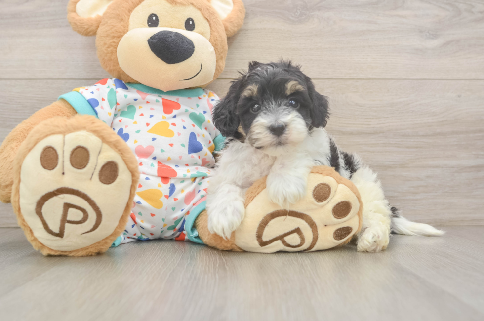 6 week old Havapoo Puppy For Sale - Simply Southern Pups